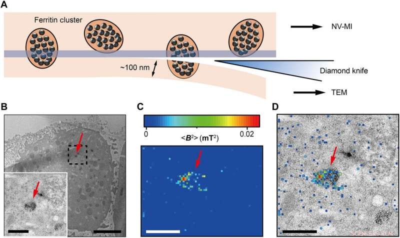 High-Resolution Magnetic Imaging of Ferritin within Single Cells