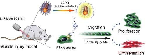 Light-Activated Remote Control Directs Cells to Wounds for Faster Healing