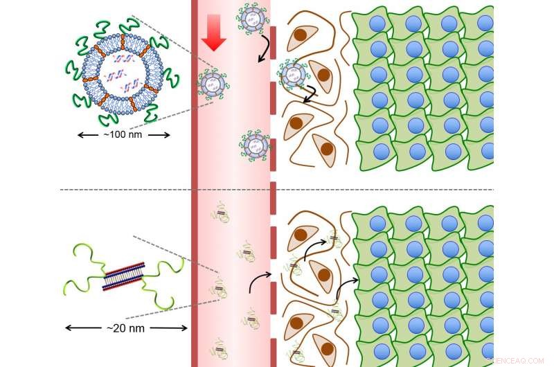 Innovative Nanomedicine Overcomes Tissue Barriers for Targeted Drug Delivery