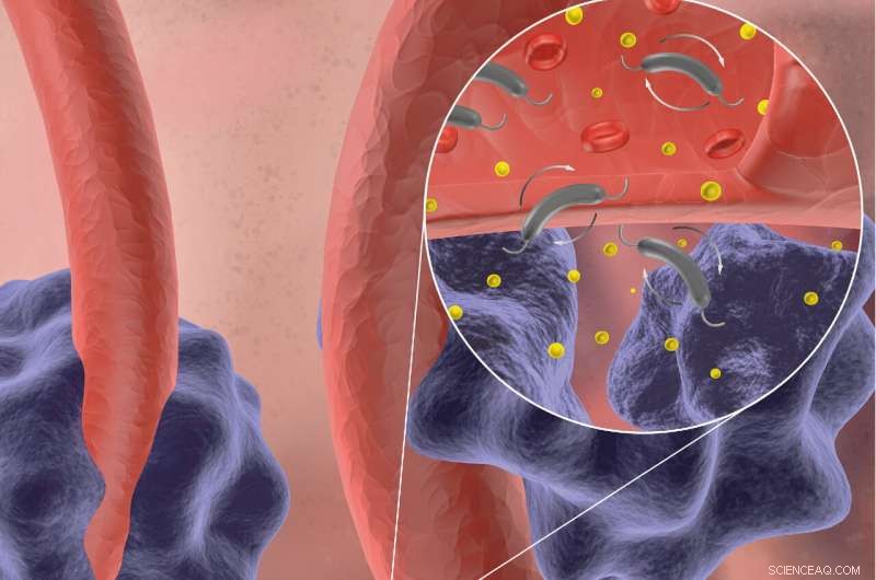 Magnetically Actuated Microrobots Enhance Targeted Nanoparticle Delivery to Tumors