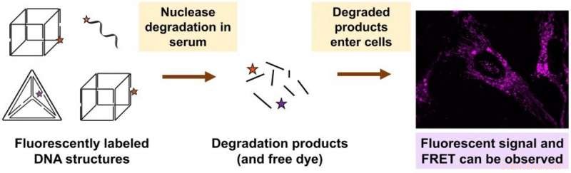 DNA Nanostructure Drug Delivery Still Faces Significant Technical Hurdles