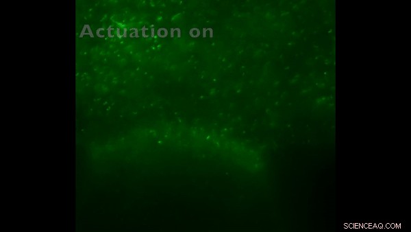 Micropropellers Enhance Convection-Driven Nanoparticle Delivery