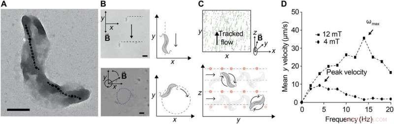 Micropropellers Enhance Convection-Driven Nanoparticle Delivery