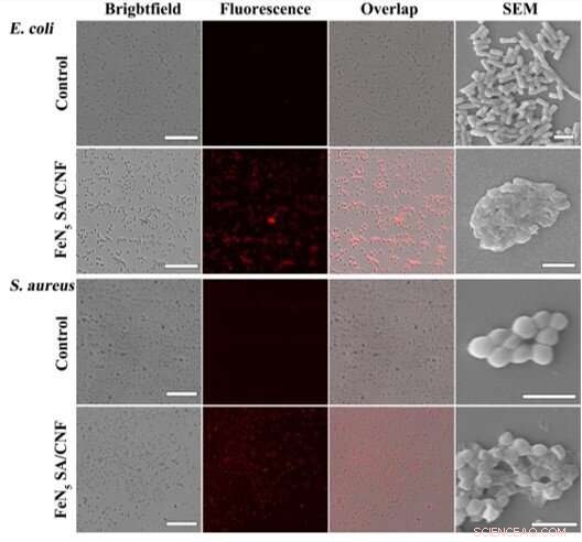 FeN5 Single-Atom Nanozymes Confined in Carbon Nanoframes: Design, Synthesis, and Morphology