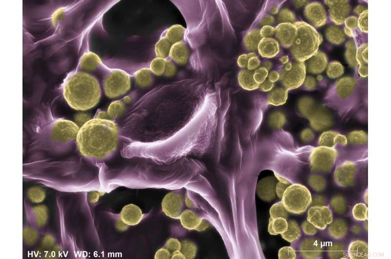 Gold‑Coated Fungi: Nature’s New Gold‑Mining Organisms