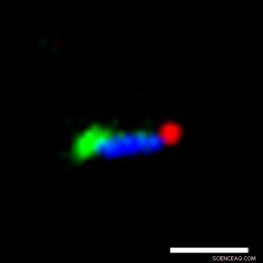 Self-Healing DNA Nanotubes: Autonomous Repair of DNA-Based Nanostructures