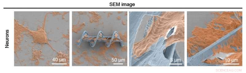 Targeted Stem Cell Delivery via Magnetically Controlled Microrobots