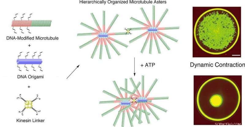 DNA Origami Drives Scalable Molecular Motor Networks for Dynamic Microtubule Contraction
