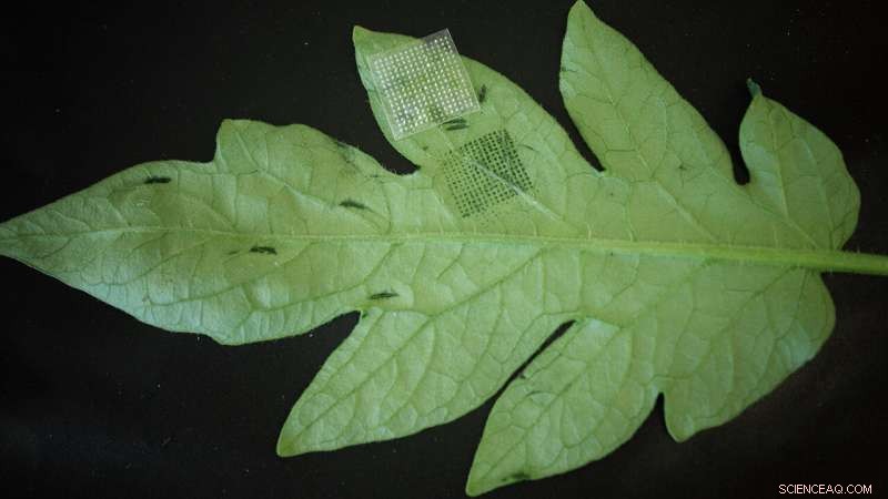 Microneedle Patch Reduces Plant DNA Extraction Time to One Minute, Accelerating Disease Detection