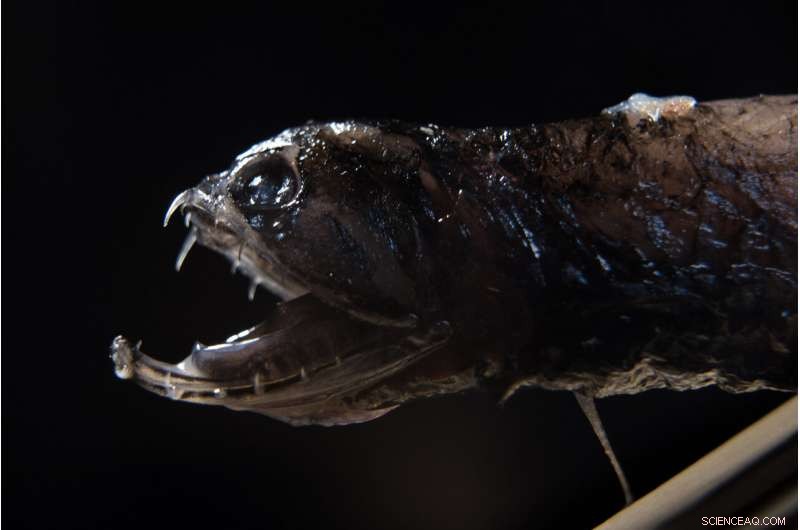 UC San Diego Scientists Unveil Secret Behind Transparent Teeth of Deep‑Sea Dragonfish