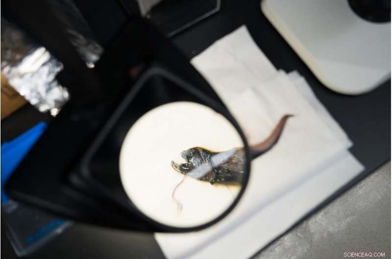 UC San Diego Scientists Unveil Secret Behind Transparent Teeth of Deep‑Sea Dragonfish