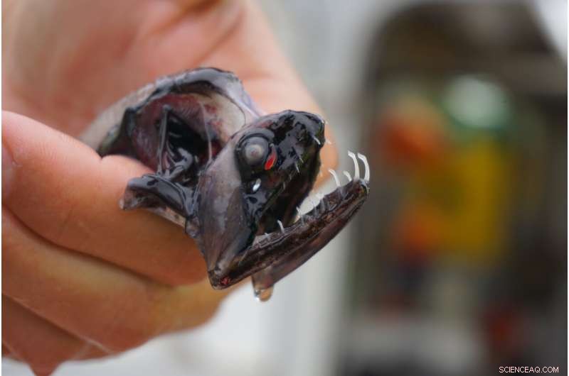 UC San Diego Scientists Unveil Secret Behind Transparent Teeth of Deep‑Sea Dragonfish