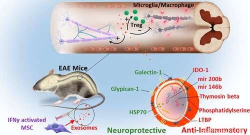 Breakthrough Nanotech Stem Cell Therapy Reverses MS Symptoms in Mice