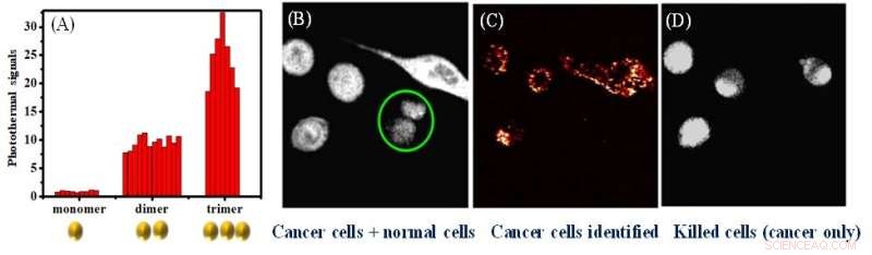Gold Nanoparticle Clusters: Dual-Function Photothermal Imaging & Targeted Cancer Therapy