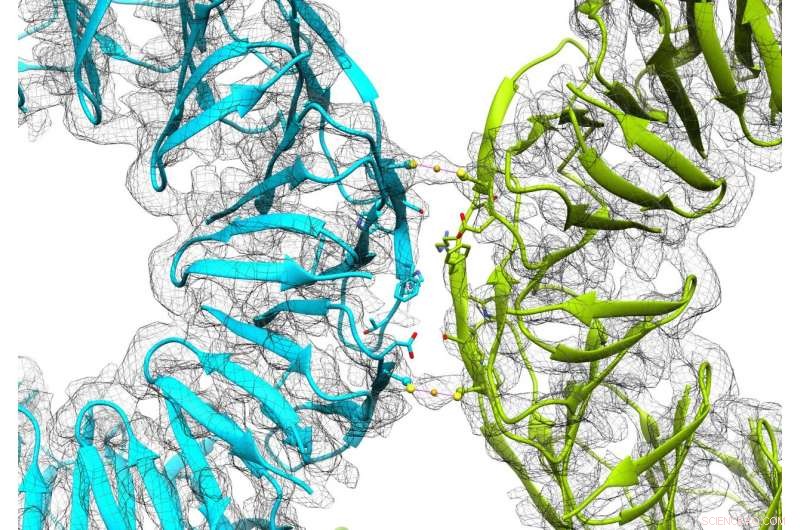 Gold Enables Reversible Assembly of Protein Cages for Advanced Applications