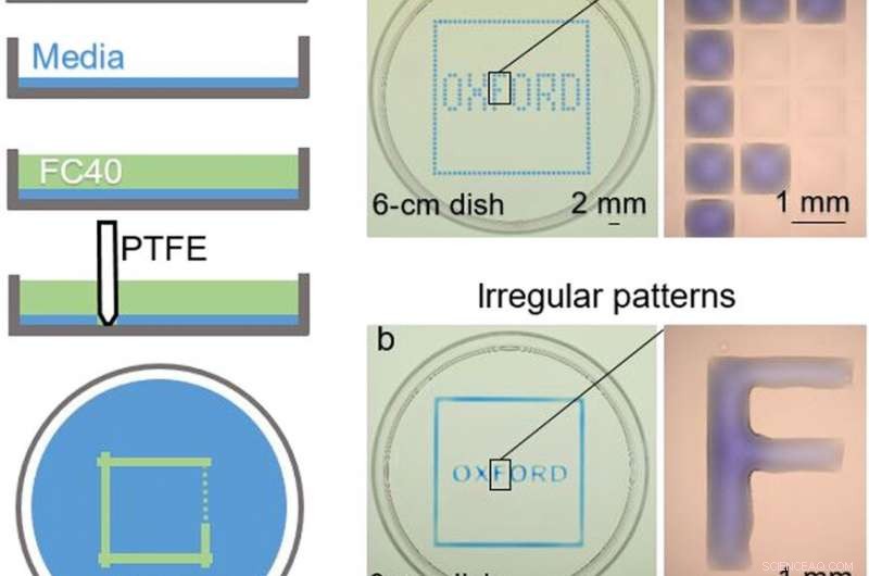 Creating Dynamic Fluid Walls for Living Cells in Microfluidic Cell Culture