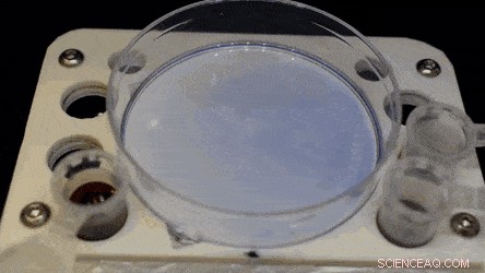 Creating Dynamic Fluid Walls for Living Cells in Microfluidic Cell Culture