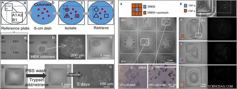 Creating Dynamic Fluid Walls for Living Cells in Microfluidic Cell Culture