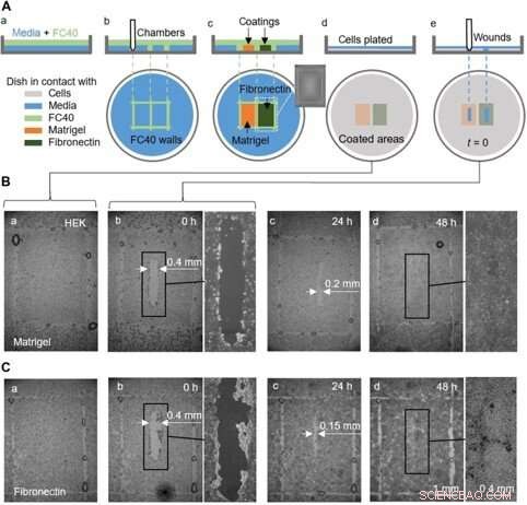 Creating Dynamic Fluid Walls for Living Cells in Microfluidic Cell Culture