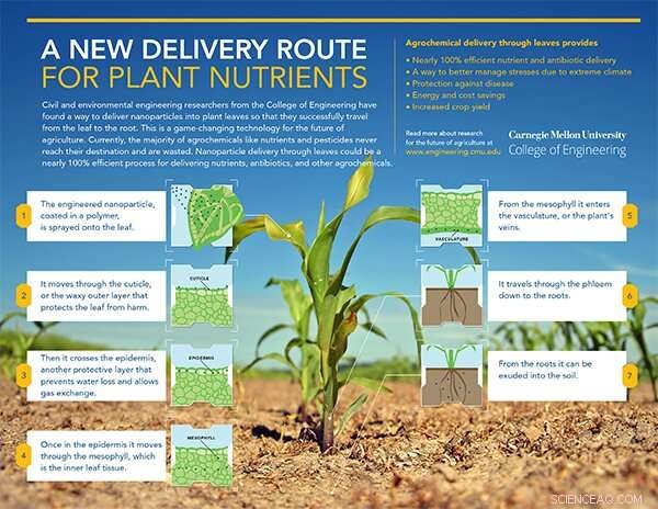 Innovative Nanoparticle Route Enhances Plant Nutrient Delivery