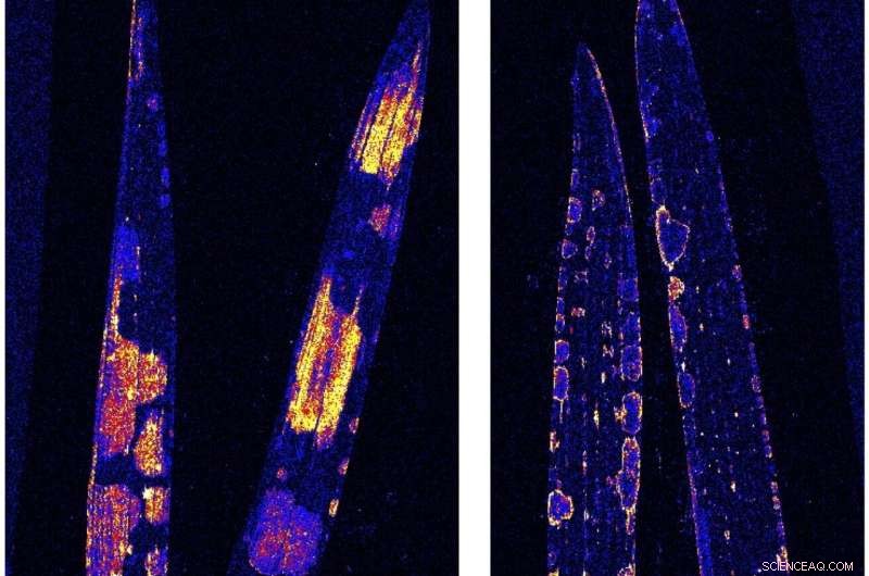 Innovative Nanoparticle Route Enhances Plant Nutrient Delivery