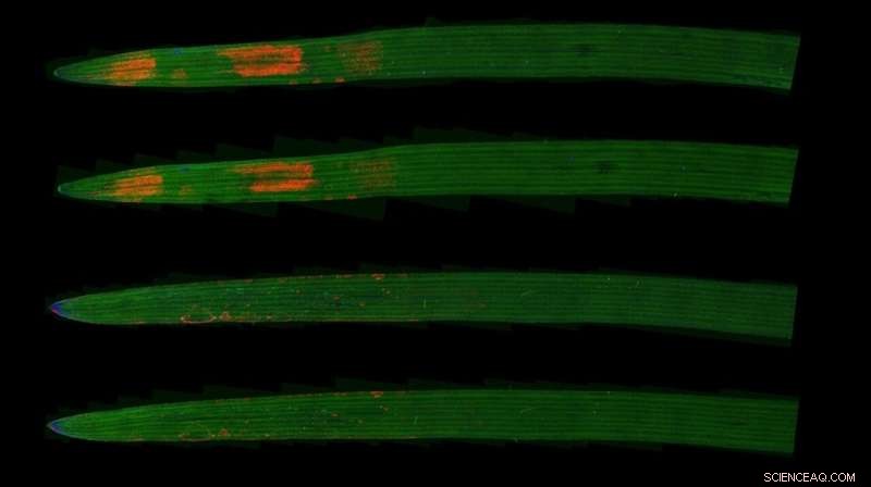 Innovative Nanoparticle Route Enhances Plant Nutrient Delivery