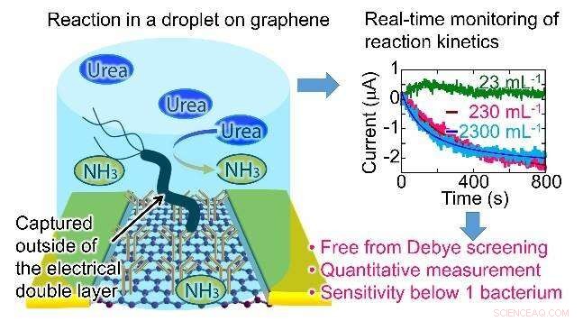 Graphene Microdroplet Sensor Detects Stomach Cancer‑Causing Bacteria