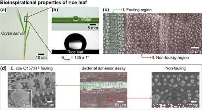 Scientists Develop Super‑Repellent Surfaces to Enhance Food Safety for Fruits and Vegetables