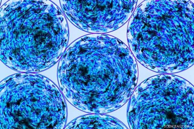 Revolutionary Islet Cell Encapsulation Technique Promises Long‑Term Diabetes Therapy