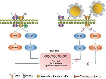 Targeted HER2 Inhibition in Breast Cancer Using Molecularly Imprinted Nanoparticles