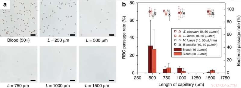 Rapid Isolation of Intact Bacteria from Blood with a Microfluidic Silica Monolith Device