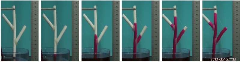 Tree‑Inspired Antigravity Water Transport System: Revolutionizing Upward Water Movement