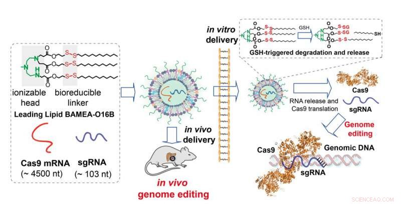 Advanced Nanoparticles Boost CRISPR Gene Editing Delivery into Cells