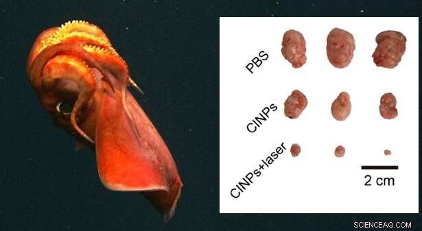 Cuttlefish Ink Shows Promise as Novel Cancer Therapy