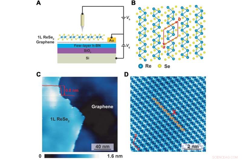 Gate‑Tunable Bandgap Renormalization and Excitonic Phenomena in 2‑D ReSe₂ Semiconductors