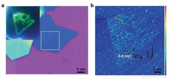 Gate‑Tunable Bandgap Renormalization and Excitonic Phenomena in 2‑D ReSe₂ Semiconductors