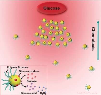 Active Gold Nanoparticle Swimmers: Innovative Chemotaxis for Targeted Delivery