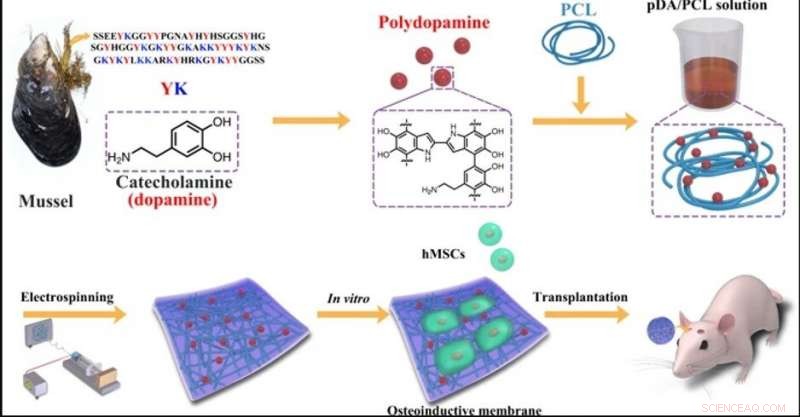 Nano-Glue Polymer Membranes: A Breakthrough for Strong Bone Regeneration