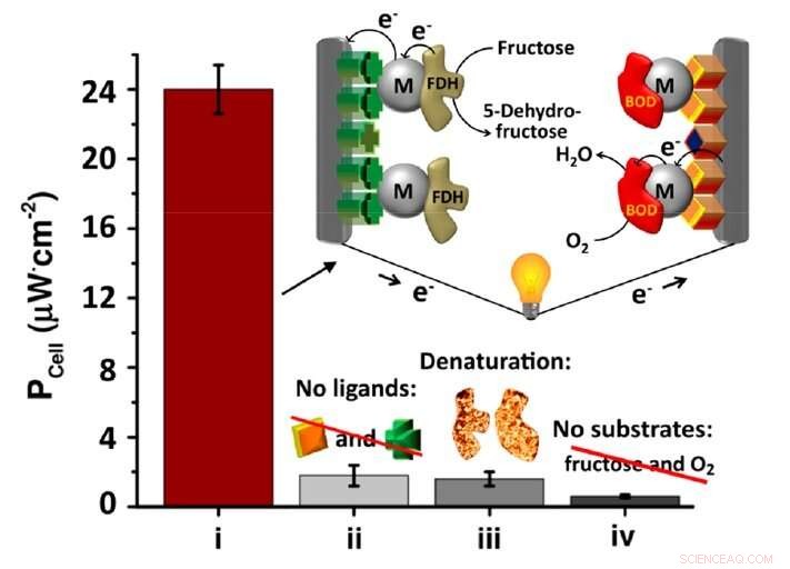 Self-Assembled Biofuel Cell Generates Powerful, Sustainable Energy