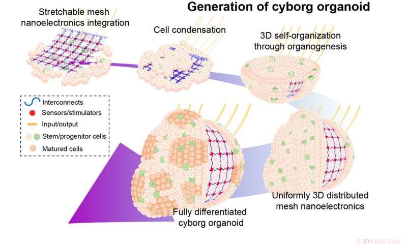 Harvard Breakthrough: Cyborg Organoids Unveil Early Developmental Stages