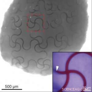 Harvard Breakthrough: Cyborg Organoids Unveil Early Developmental Stages