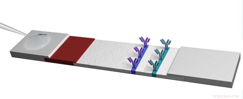 Boosting Lateral Flow Test Sensitivity with Cellulose Nanofibers