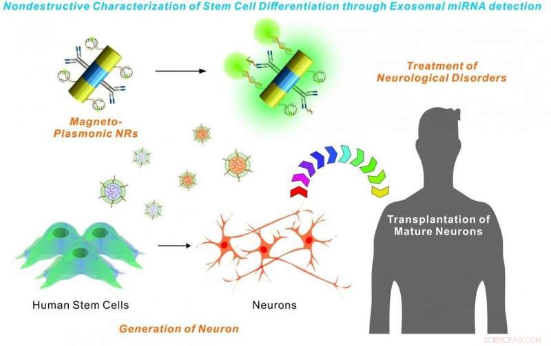 Rutgers Nano-Platform Enhances Stem Cell Transplant Research for Neurodegenerative Disorders