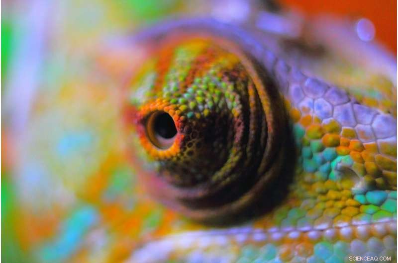 Cambridge Breakthrough: Nano-Engineered Chameleon Skin Changes Color on Light
