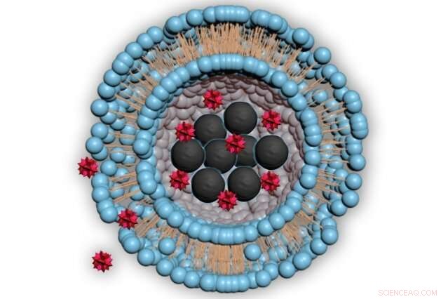 Precision Drug Delivery: Liposome-Encased Magnetic Nanoparticle Therapy
