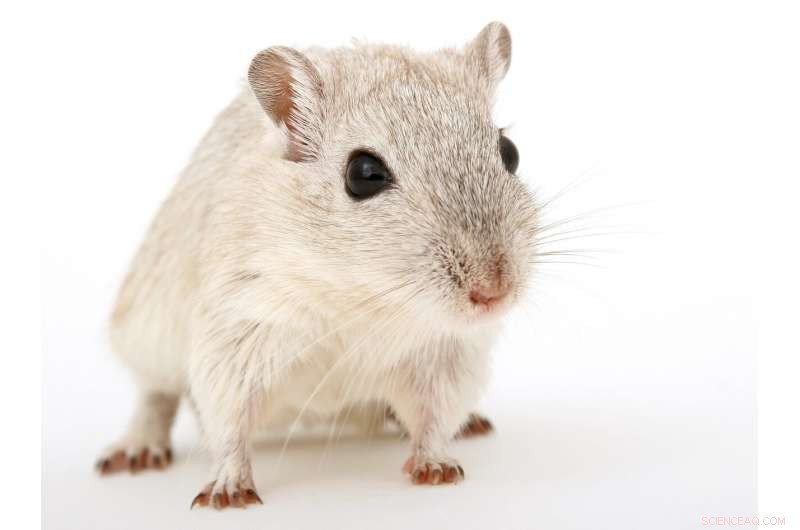 New Nanoparticle Therapy Shows Promising Results in Reducing Inflammatory Bowel Disease Symptoms in Mice