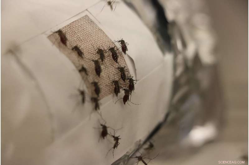 Graphene-Lined Clothing: A New Defense Against Mosquito Bites