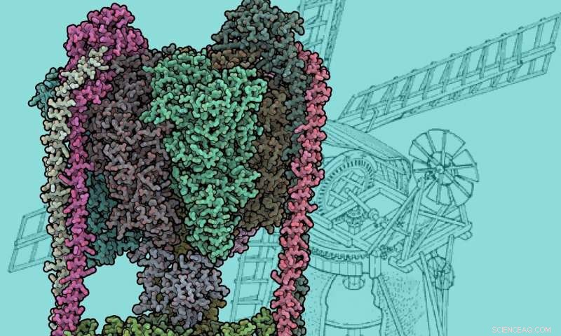 Scientists Unveil Structure of Protein Nanoturbine