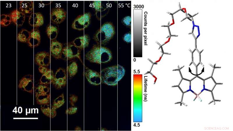New Nano‑Thermometer Measures Cellular Temperature with Unprecedented Precision