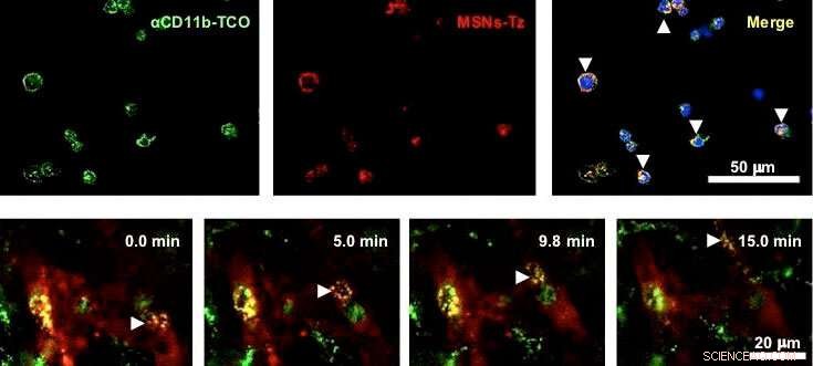 Enhanced Tumor Penetration: Nanoparticles Use Click Chemistry to Target Immune Cells